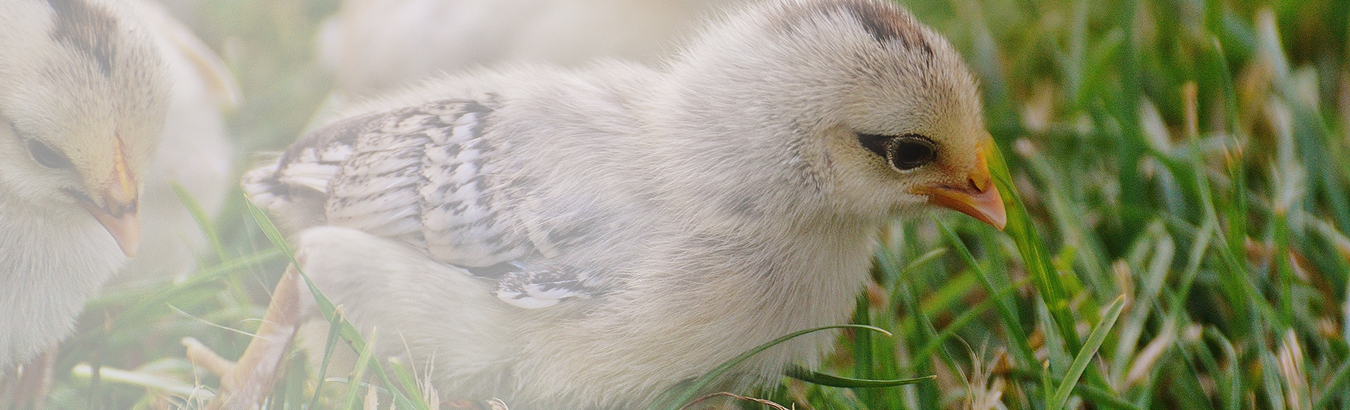 Animal Nutrition