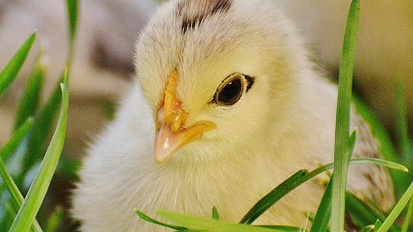 Animal Nutrition