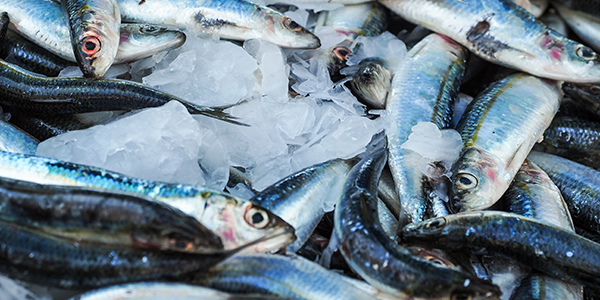 Aquaculture