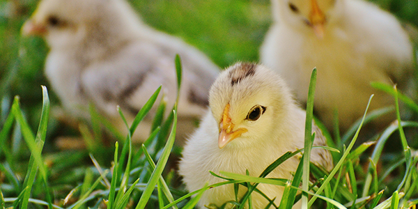Poultry