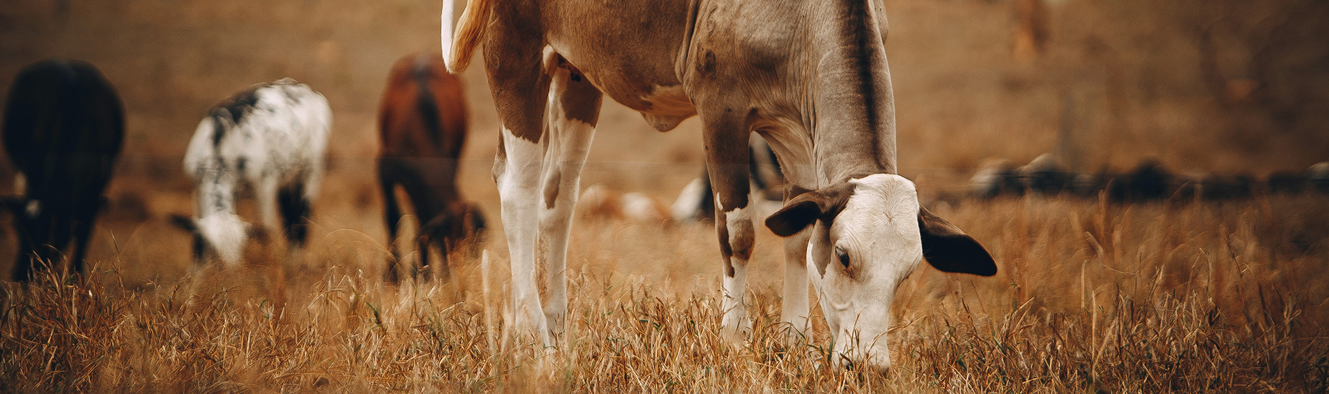 Animal Nutrition