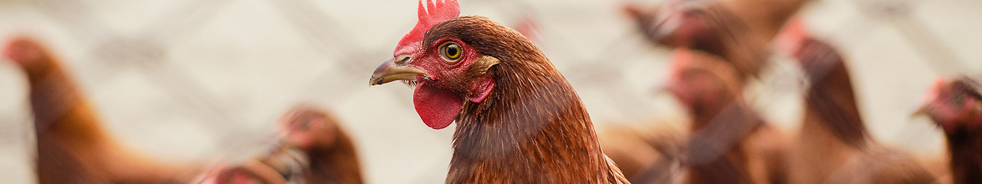 Poultry