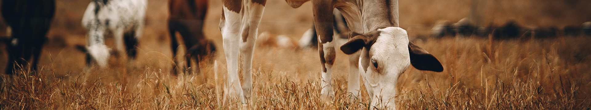 Ruminants