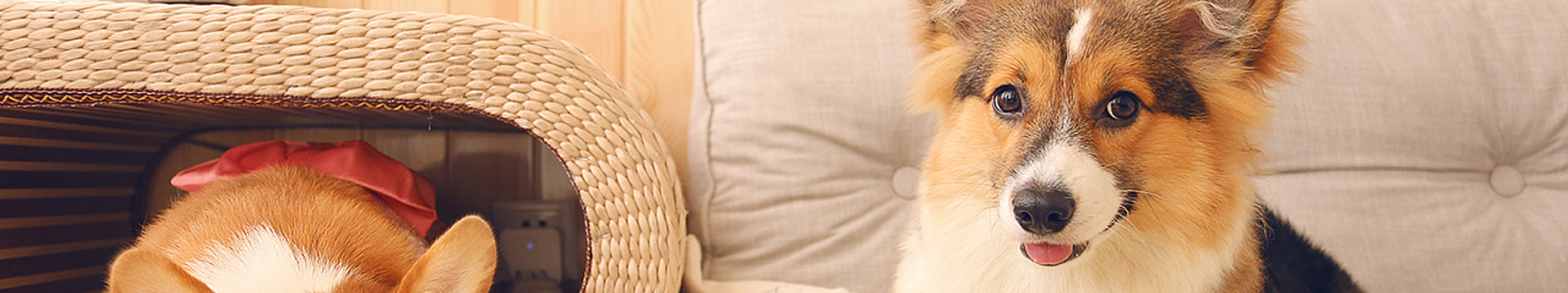 Pets