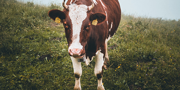 Ruminants