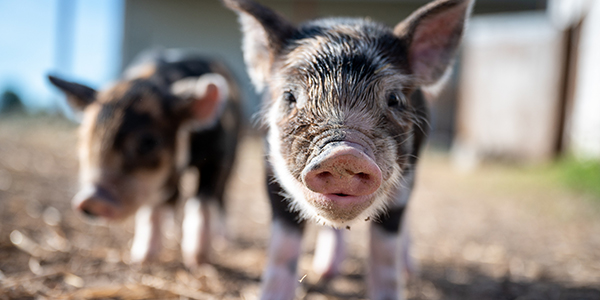 Swine